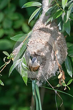 Eurasian Penduline Tit in NestÃÂ Remiz pendulinus photo